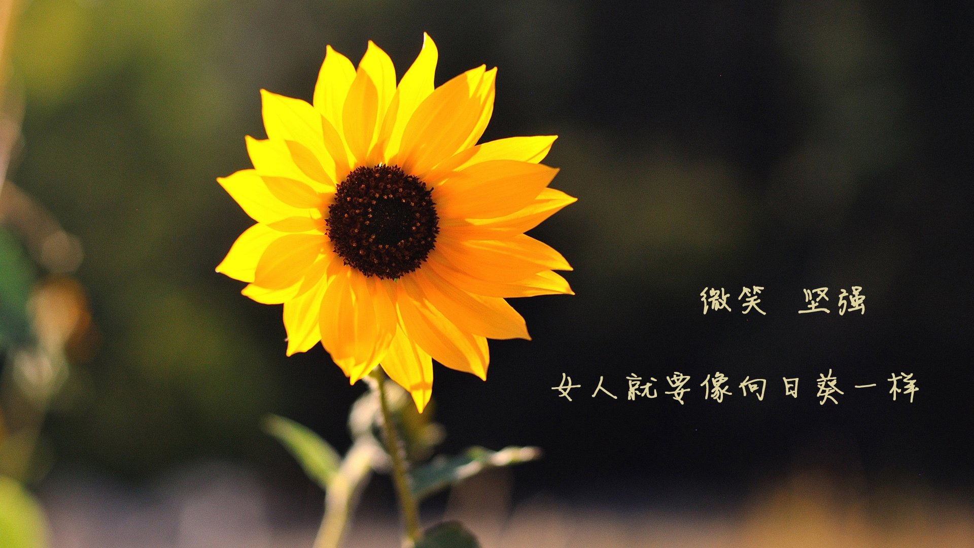 外教管理与本土文化融合挑战，外教体系
