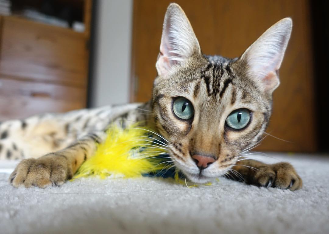 世界杯期间的全球旅游合作，世界杯旅游景点