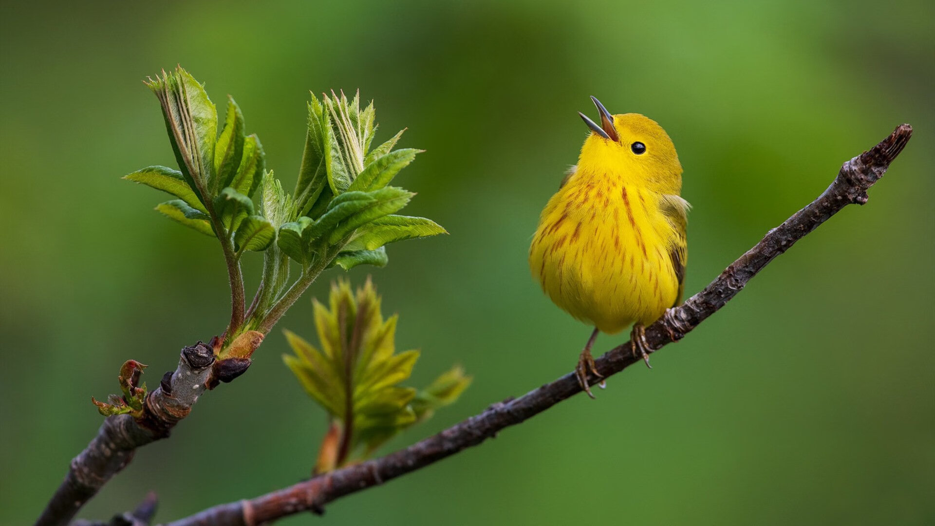 中国男篮优化战术配合提升比赛适应能力，中国男篮最新的道具
