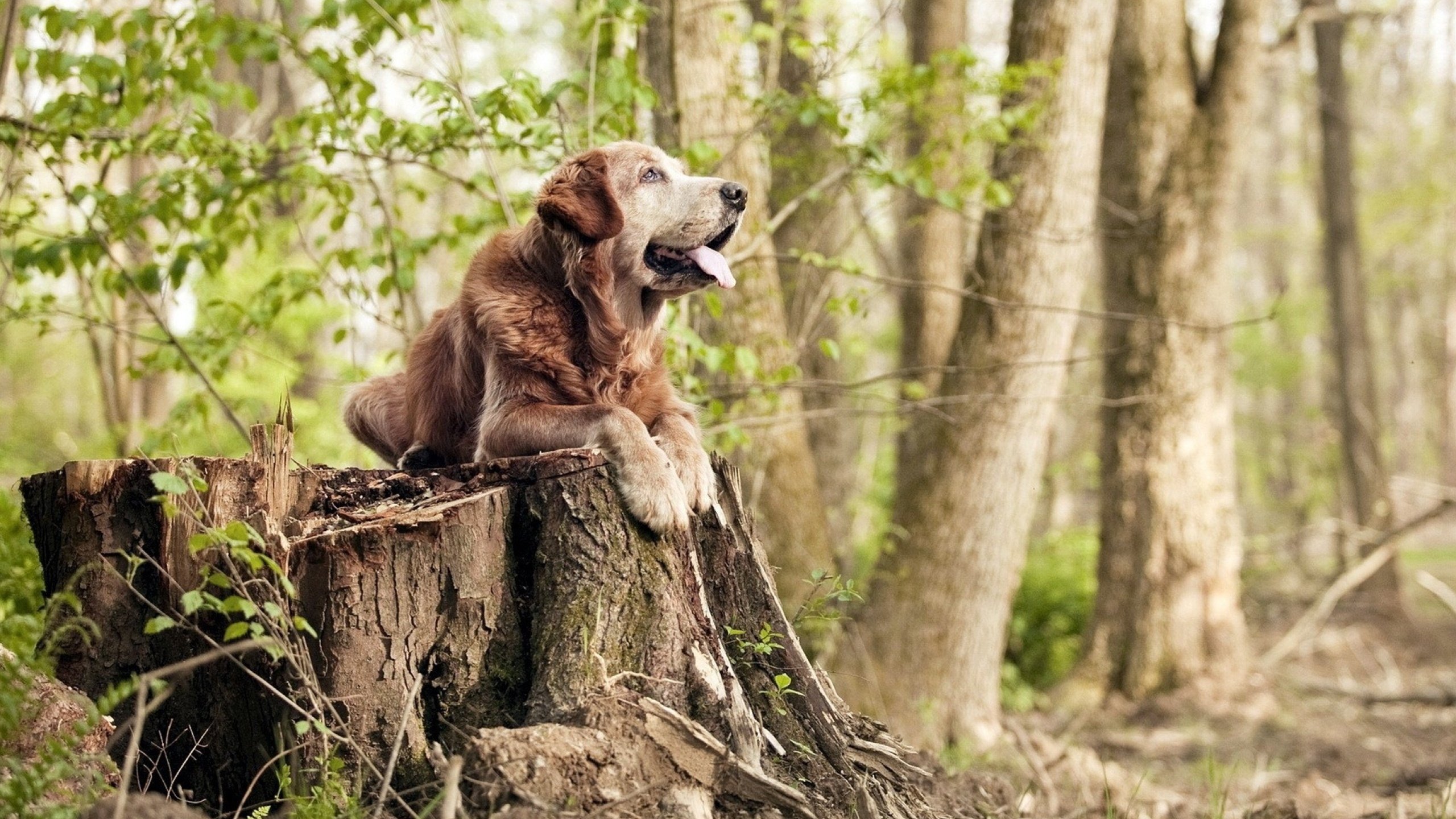 哪支橄榄球队拥有最多关注度?,橄榄球队人数最多