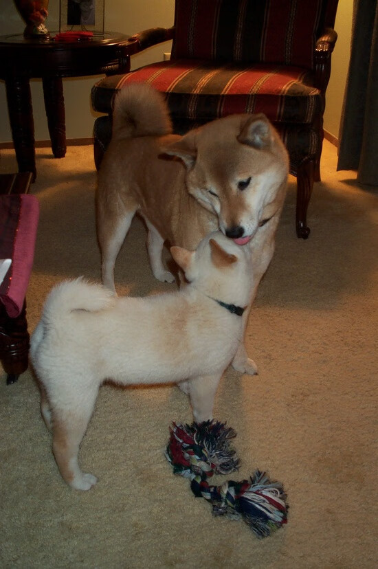 多位球员迎来百场里程碑展现忠诚与坚守获得俱乐部表彰，各俱乐部球星