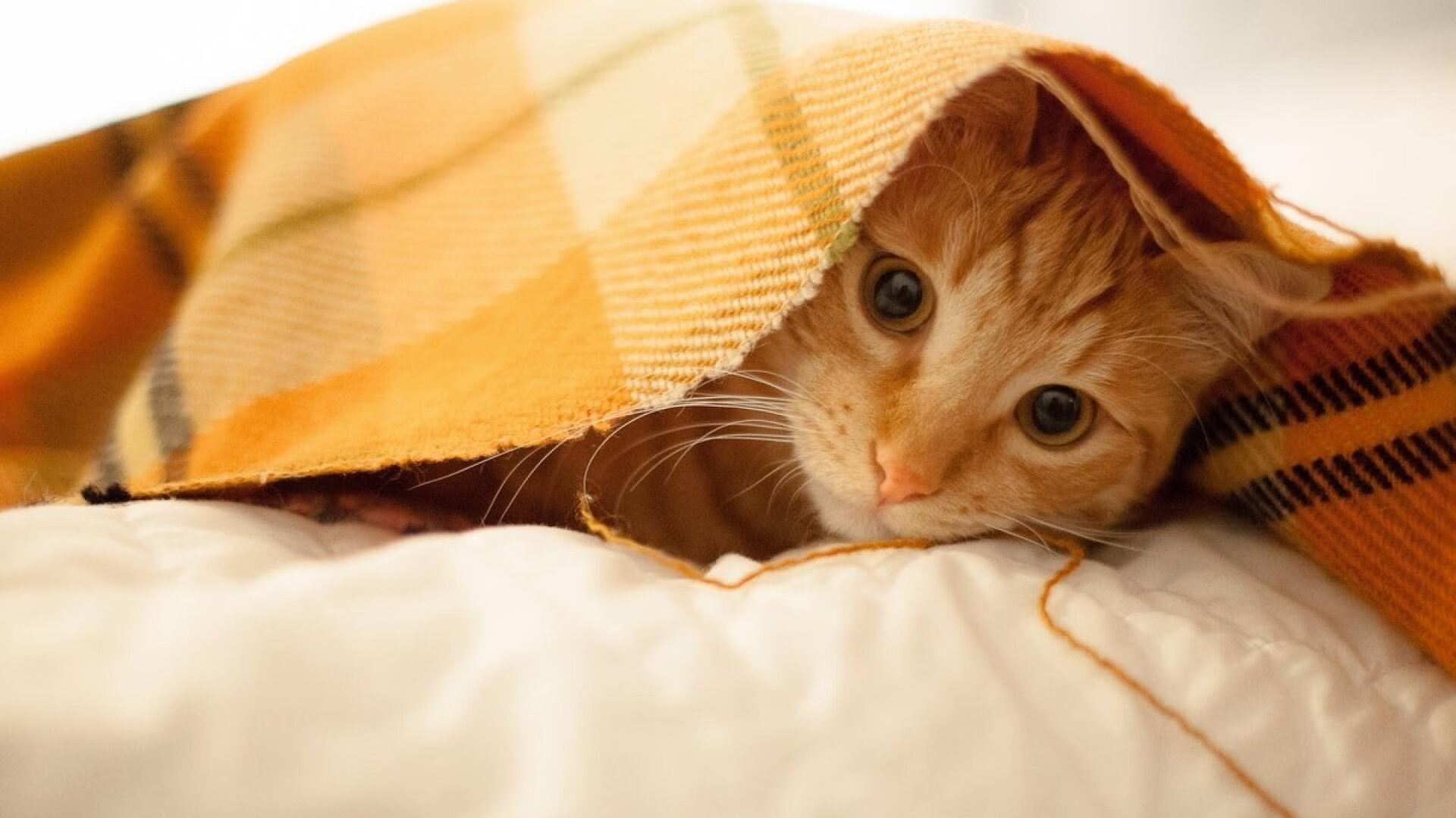 安东·李恩：全黑队中场的“关键球员”，每次传球都创造巨大威胁