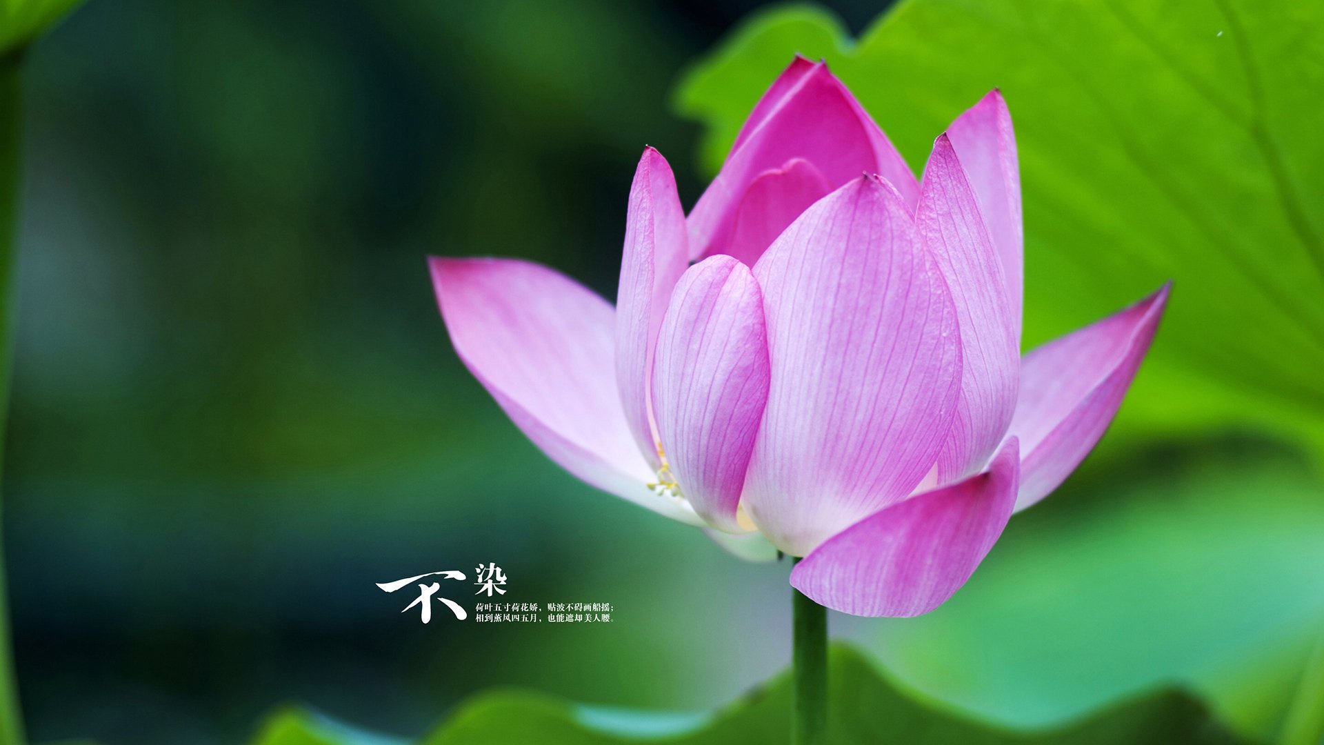 开云kaiyun-张雨霏新泳姿训练曝光引热议，张雨霏 泳帽