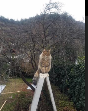 特色足球IP牵手主流品牌,带动多领域合作发展,足球品牌介绍