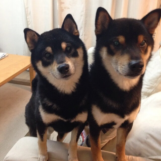 篮网助教带队进行战术实地演练效果良好,篮网助教练是谁