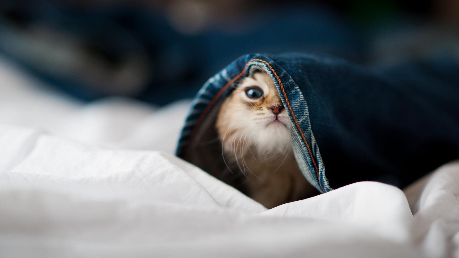 职业俱乐部重视球员文化教育支持双轨发展，职业足球俱乐部的试点