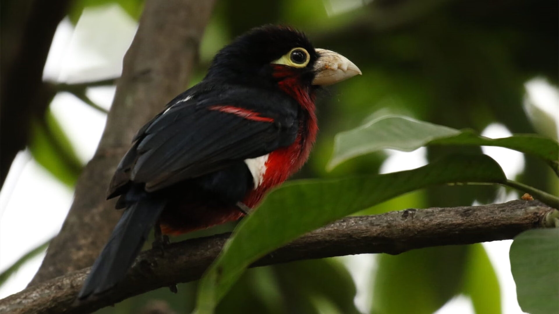 开云官方-蝶泳划幅优化，后程爆发更强，蝶泳划频